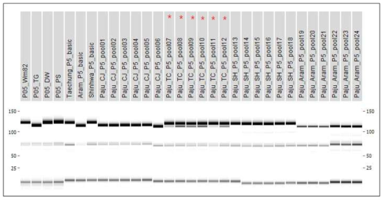 파주지역 4품종의 P05 마커를 이용한 PCR 분석 결과 1열; Wm82 Williams82(대조품종), 2열∼7열; 기본식물(TG:태광, DW:대원, PS:풍산나물, 태청, 아람, 신화), 8열∼; Pooling PCR(CJ: 청자, TC: 태청, SH: 신화, Aram: 아람), * 혼종 의심 pool
