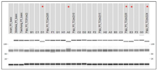 파주지역 태청 품종의 개체별 PCR 분석 결과(24개체, * 혼종 의심 개체)