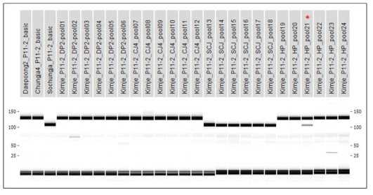 김제지역 4품종의 P11-2 마커를 이용한 PCR 분석 결과 DP2; 대풍2호, CJ4; 청자4호, SCJ; 소청자, HP; 해품(* 혼종 의심 pool)