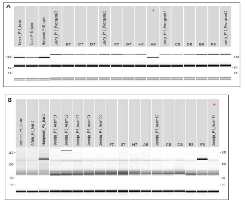 전주지역 풍원(A), 아람(B) 품종의 개체별 PCR 분석 결과 * 혼종 의심 개체