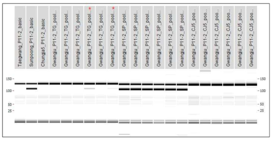광주지역 3품종의 P11-2 마커를 이용한 PCR 분석 결과 TG; 태광, SP; 선풍, CJ5; 청자5호(* 혼종 의심 pool)