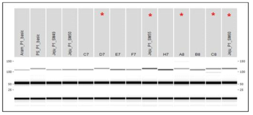 제주 소명 품종의 P01 마커를 사용한 개체별 PCR 분석 결과 1∼2열; 기본식물(아람, 풍산나물), 3열∼; 소명 개체 (* 혼종 의심 개체)