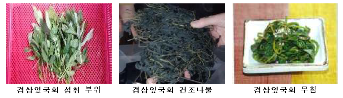 겹삼잎국화의 섭취부위 및 사용형태