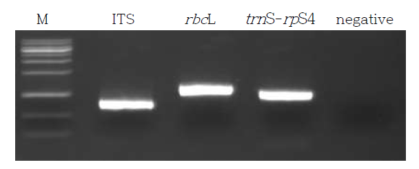 겹삼잎국화의 각 DNA PCR 증폭결과