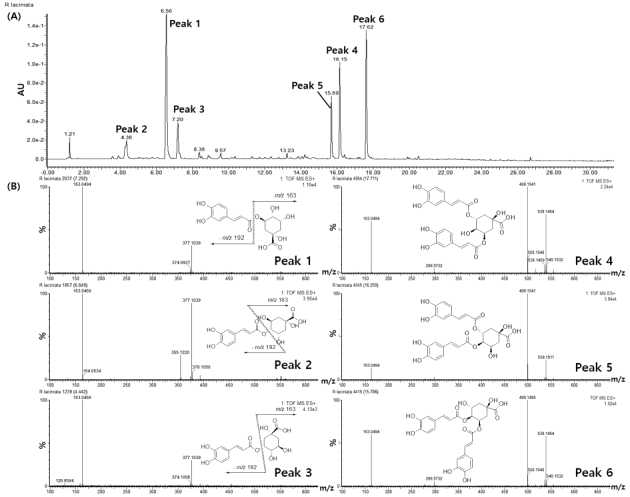 (A) UPLC 크로마토그램 (B) 겹삼잎국화 6개 주요성분의 Positive ion MS 스펙트럼