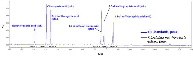 겹삼잎국화 추출물의 6개의 주요성분과 클로로겐산 유도체들의 표준품과의 비교 크로마토그램