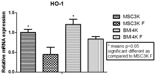 BMI-1 과발현 줄기세포의 동결해동 후의 HO-1의 mRNA 발현량