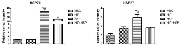 HIF, HSP 및 병용처리군의 HSP-70 및 HSP-27의 mRNA 발현량