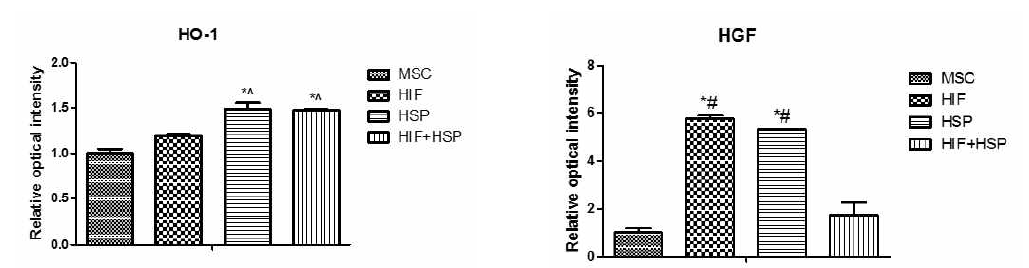 HIF, HSP 및 병용처리군의 HO-1 및 HGF의 mRNA 발현량