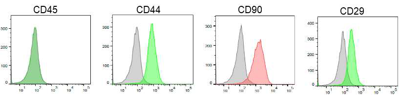 Flow Cytometry analysis of adipose derived mesenchymal stem cells(A-MSCs) markers CD29, CD90, CD44 and CD45. A-MSCs were positive for CD29, CD90 and CD44, and negative for CD45