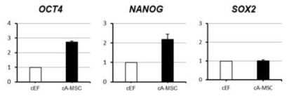 qRT-PCR analysis revealed that the mRNA expression of OCT4 and NANOG in A-MSCs were higher than fibroblast