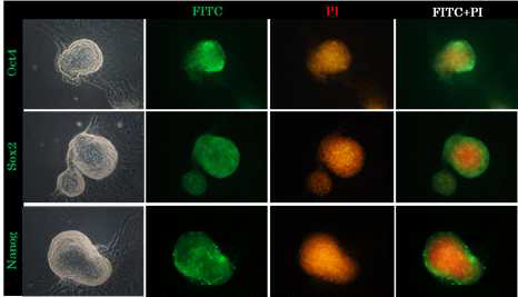 Immunofluorescence analysis of pluripotency markers (OCT4, NANOG, SOX2) in canine adipocyte derived mesenchymal stem cells(A-MSCs)