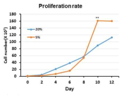 Hypoxia culture(5%) increase proliferation of cA-MSCs. cA-MSCs were cultured in 5%O2 and 20%O2 for 12days