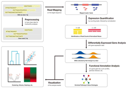 A schematic diagram of the RNA sequencing analysis process