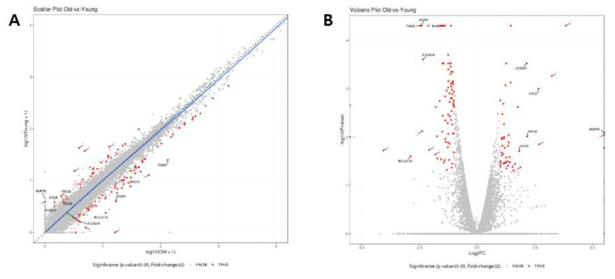 Gene expression profiles in small dogs. Scatter plots (A) and volcano plots (B) of gene expression profiles in young and older groups. Red dots represent differentially expressed genes (P-value ≤ 0.05 and |Fold-Change| ≥ 2)