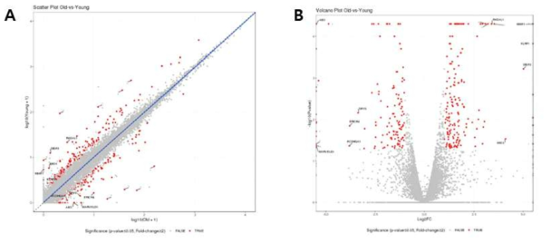 Gene expression profiles in medium dogs. Scatter plots (A) and volcano plots (B) of gene expression profiles in young and older groups. Red dots represent differentially expressed genes (P-value ≤ 0.05 and |Fold-Change| ≥ 2)