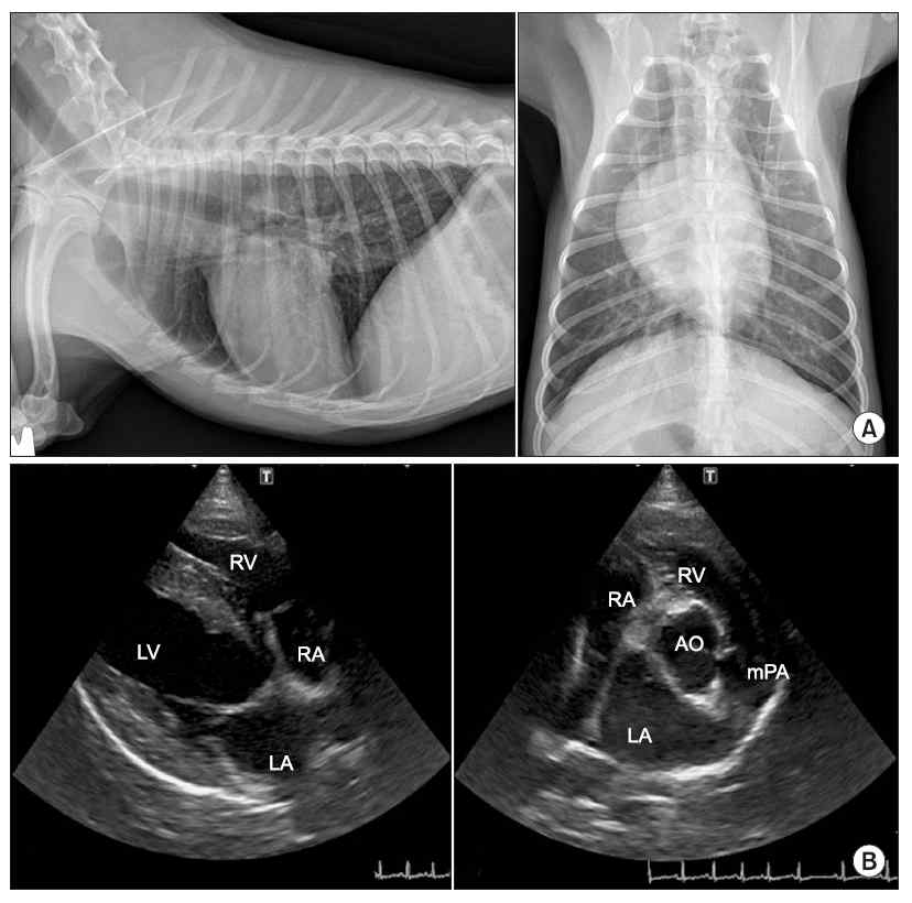 (A) Dog_1의 흉부 방사선, 1: 우측 횡와위, 2: 흉와위. (B) Dog_1의 심장초음파, 1: 좌심방 (LA, left atrium); 촤심실(LV, left ventricle); 우심방(RA, right atrium);우심실(RV, right ventricle), 2: 대동맥(AO, aorta); 우측 주폐동맥(mPA, right main pulmonary artery)