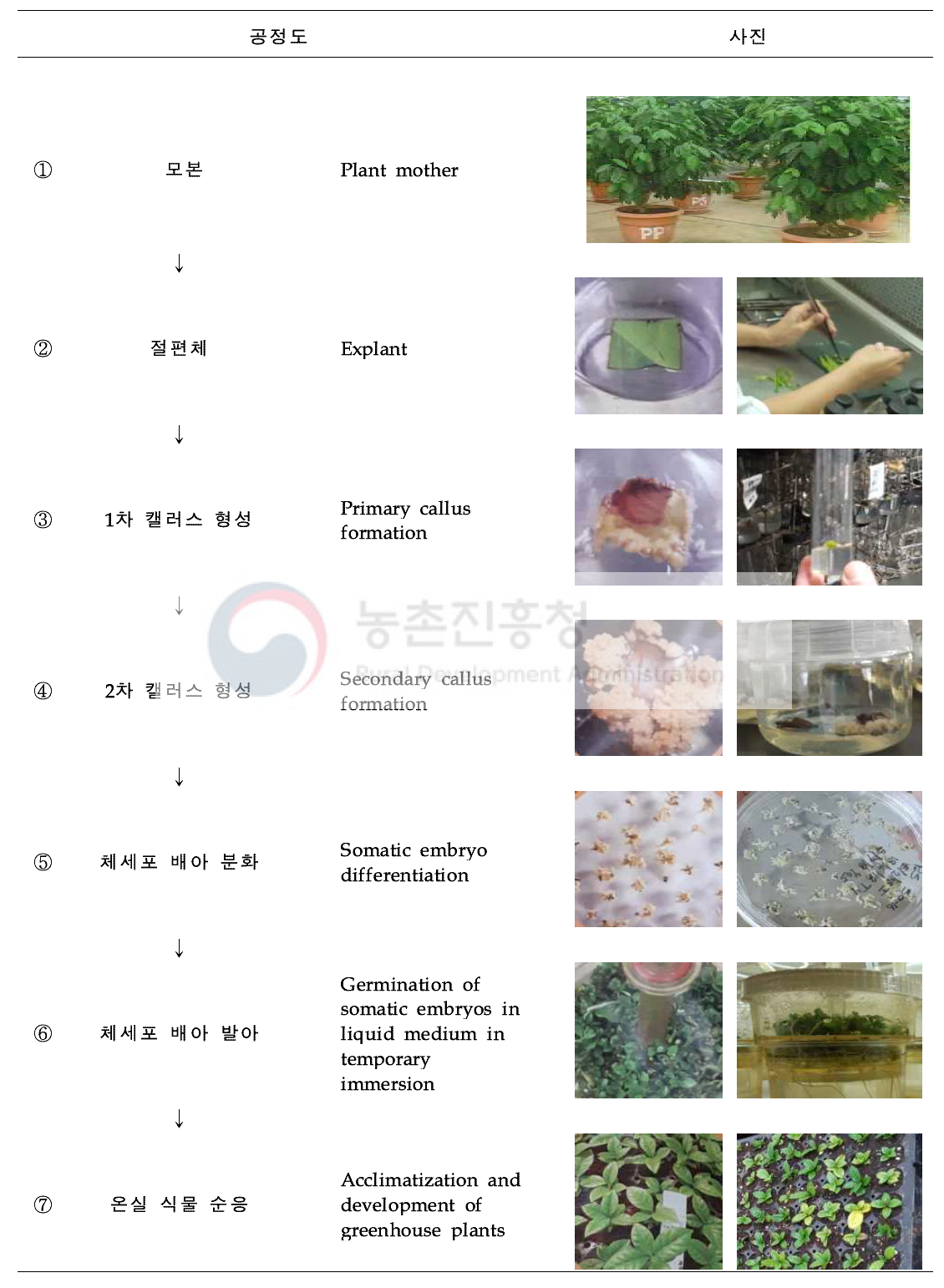 체세포배형성법을 이용한 F1 hybrids 커피 품종의 증식 공정도