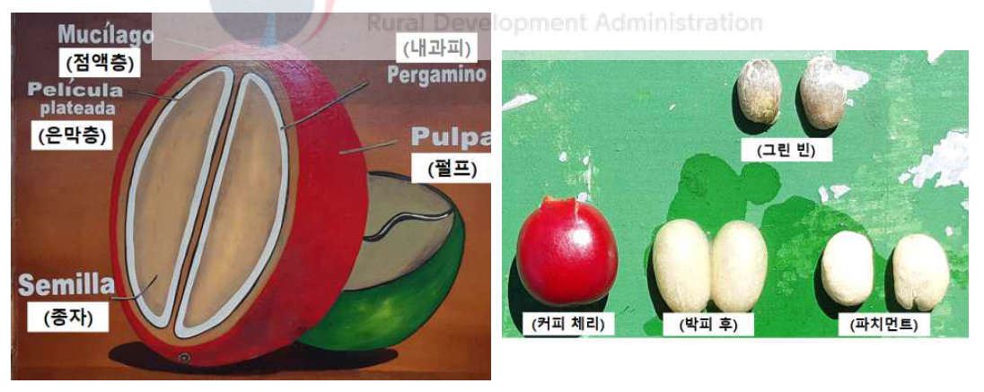 커피 체리의 구조