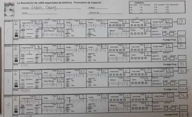 커피 식미평가지 양식