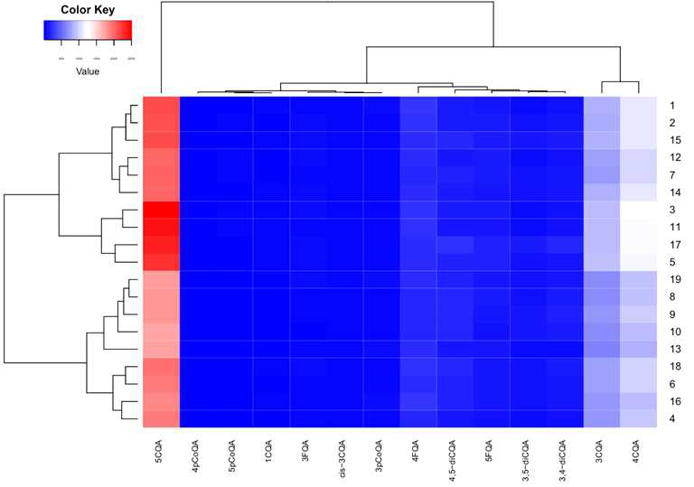 커피 시료별 페놀산 함량 heatmap (파란색→붉은색일수록 고함량)