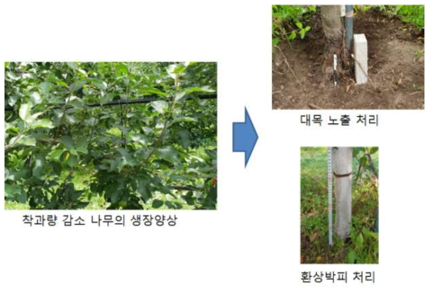 착과량 감소 사과나무의 생장양상과 수세안정화 처리 방법(2018처리)