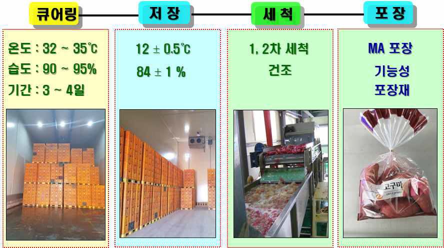 고구마 수확후 일관시스템 기술