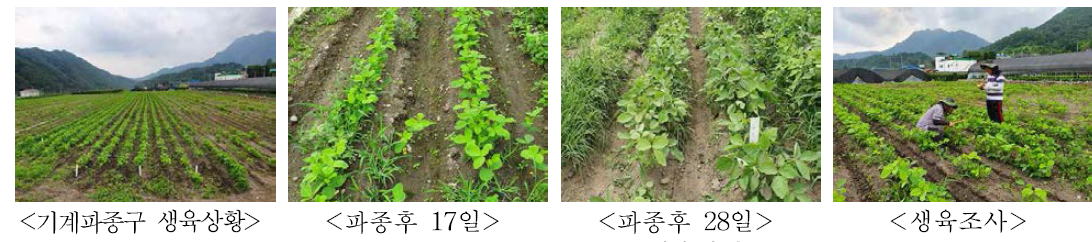 기계파종 시험구 생육상황