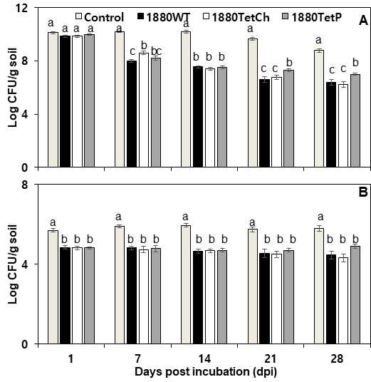 Effect of JBCS1880WT and mutants 1880Kan and 1880Tet introduction on total bacterial and fungal populations in the soil. Population of total bacteria (A) and total fungi (B) were investigated at 1, 7, 14, 21 and 28 days after inoculation. Data show mean with standard deviation. Bars with same letter do not differ significantly at P=0.05