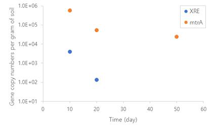 KCTC3452의 XRE 유전자와 MR-1의 mtrA 유전자의 시간에 따른 배양 토양 내 유전자 농도(copy numbers per gram of soil)