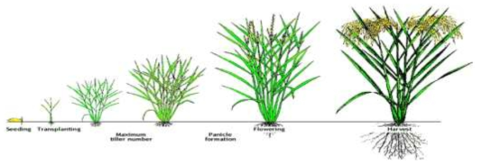 벼의 성장 단계