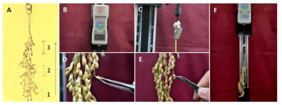 GM벼의 탈립성 조사 예시. (A) 조사 방향, (B) 탈립성 측정기 (IMADA, DS2-5W, Japan), (C) 이삭과 측정기와의 고정장치, (D) 항곡강도 측정하는 모습, (E) 인장강도 측정하는 모습, (F) 측정기에 이삭이 달려 있는 모습