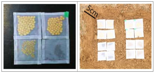 월동휴면실험 종자봉투 및 포장 전경 예시