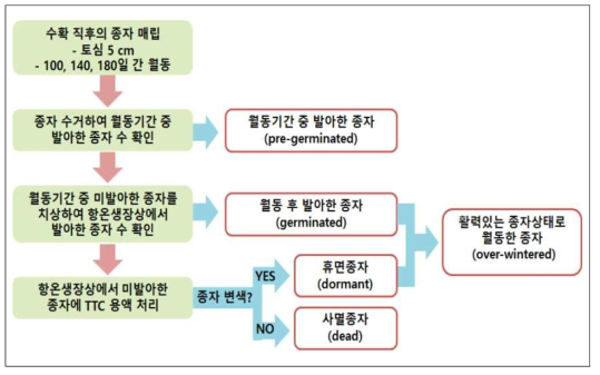 GM콩 종자의 월동휴면특성 비교평가 실험 수행도