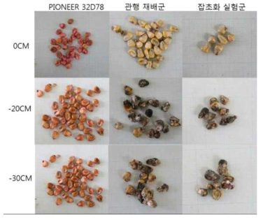 매립 심도별 회수된 옥수수 종자 예시