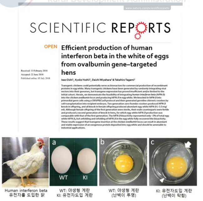 CRISPR/Cas9 법을 사용한 유용 재조합 단백질(human interferon-β)의 대량생산 (Oishi et al., 2018; www.aist.go.jp)