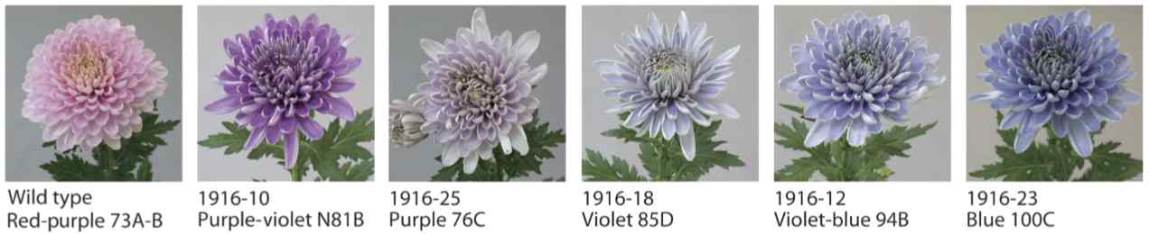 일본 농연기구에서 개발한 파란 국화(Noda et al., 2017)