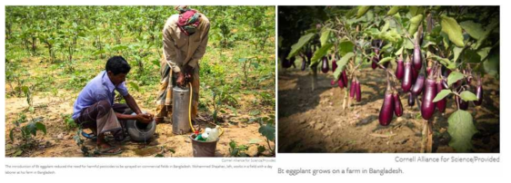 방글라데시의 Bt 가지 재배 (http://news.cornell.edu/stories/2018/07/bt-eggplant-improving-lives-bangladesh)