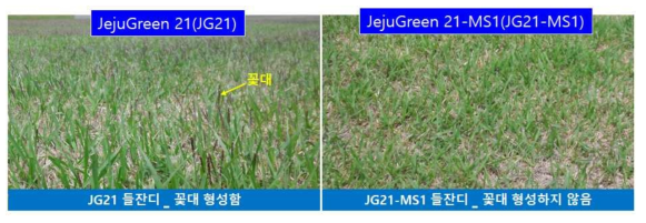 화분을 생산하는 GM잔디(JG21)와 꽃대 미형성GM 잔디(JG21-MS1)의 개발