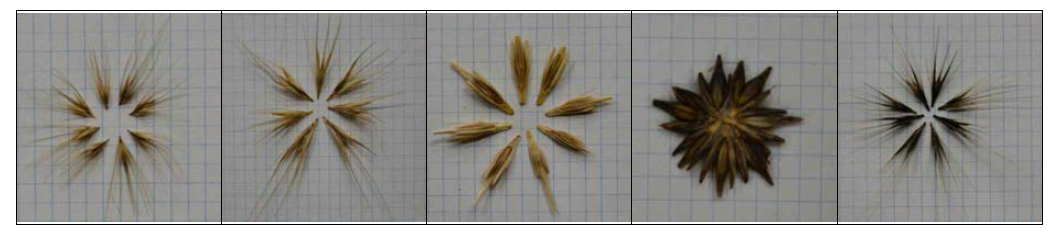 증식자원의 종자 이미지 정보 사례(야생종)