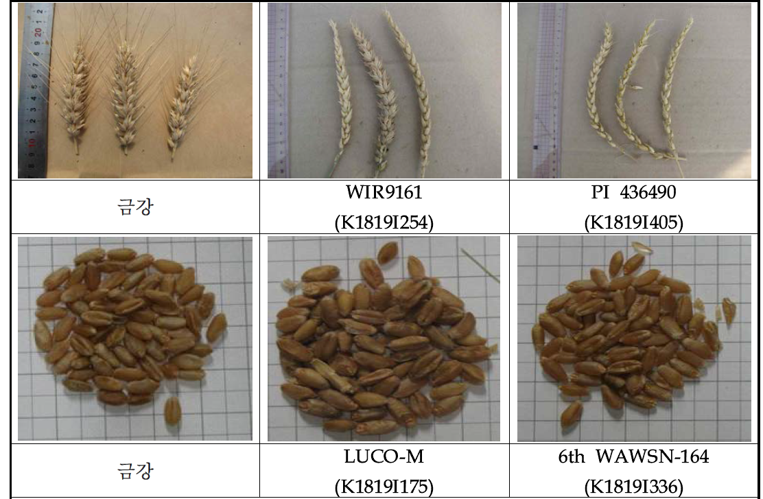 국내품종과의 비교를 통한 유용형질 자원 선발