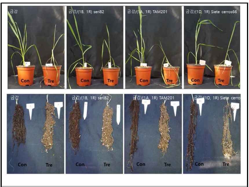 육성계통과 국내품종과의 14일간 할발 처리 후 줄기 및 뿌리 비교. 육성계통인 금강/(1B.1R) Seri82, 금강/(1D.1R) Siete Cerros66 한발 저항성 확인