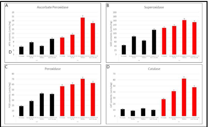 육성계통과 국내품종과의 14일간 할발 처리 후 항상성 평가. A. APX contents. B. SOD contents. C. POD contents. D. CAT contents. Black bar indicates control, red bar indicates treatment. 사용 품종 금강, 금강/Seri82(1B.1R), 금강 /TAM201(1A.1R), 금강/Siete Cerros66(1D.1R)