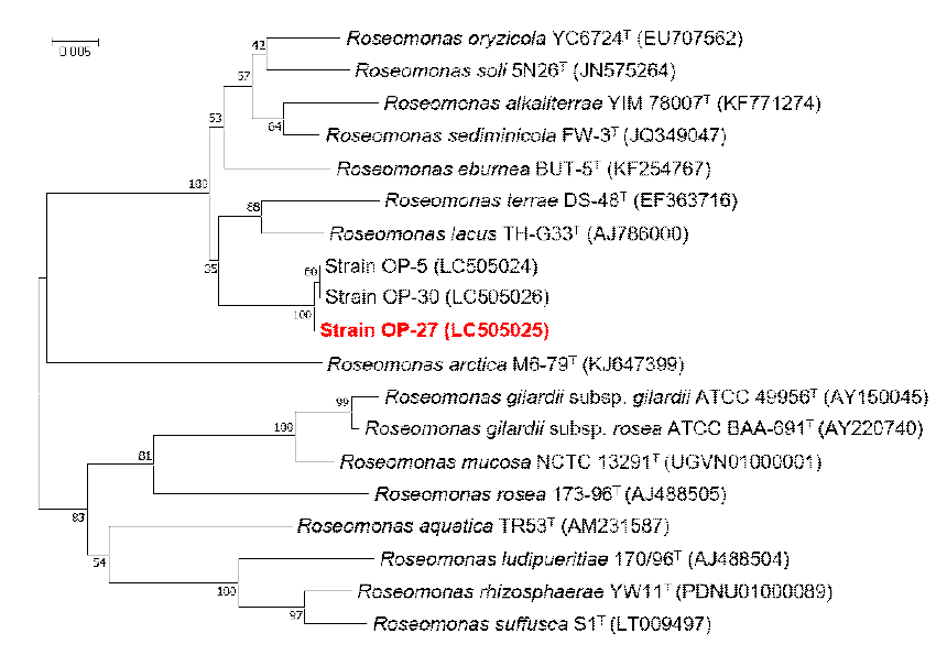 Rooted neighbor-joining tree based on 16S rRNA gene sequences showing the phylogenetic position of strain OP-27 and related bacteria in the genus Roseomonas. Bootstrap values, expressed as a percentage of 1,000 replications, are given at branching points. Bar, 0.005 subtitutions per nucleotide position