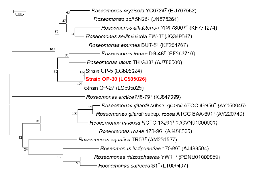 Rooted neighbor-joining tree based on 16S rRNA gene sequences showing the phylogenetic position of strain OP-30 and related bacteria in the genus Roseomonas. Bootstrap values, expressed as a percentage of 1,000 replications, are given at branching points. Bar, 0.005 subtitutions per nucleotide position