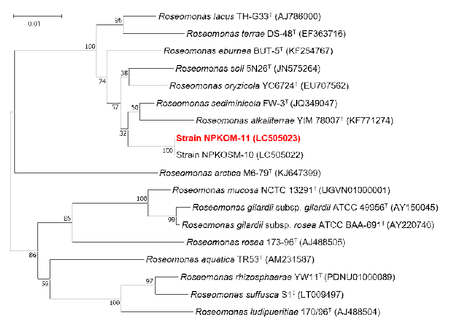 Rooted neighbor-joining tree based on 16S rRNA gene sequences showing the phylogenetic position of strain NPKOM-11 and related bacteria in the genus Roseomonas. Bootstrap values, expressed as a percentage of 1,000 replications, are given at branching points. Bar, 0.01 subtitutions per nucleotide position