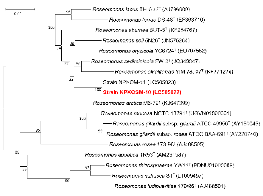 Rooted neighbor-joining tree based on 16S rRNA gene sequences showing the phylogenetic position of strain NPKOSM-10 and related bacteria in the genus Roseomonas. Bootstrap values, expressed as a percentage of 1,000 replications, are given at branching points. Bar, 0.01 subtitutions per nucleotide position