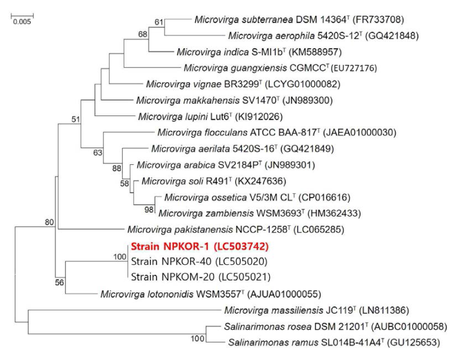 Rooted neighbor-joining tree based on 16S rRNA gene sequences showing the phylogenetic position of strain NPKOR-1 and related bacteria in the genus Microvirga. Bootstrap values, expressed as a percentage of 1,000 replications, are given at branching points. Bar, 0.005 subtitutions per nucleotide position