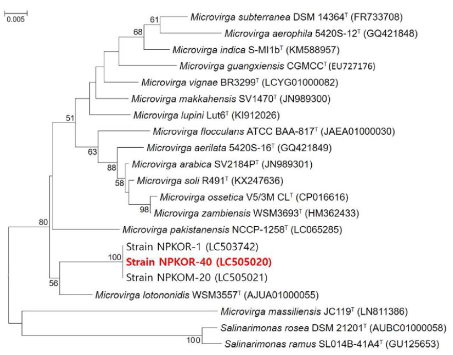 Rooted neighbor-joining tree based on 16S rRNA gene sequences showing the phylogenetic position of strain NPKOR-40 and related bacteria in the genus Microvirga. Bootstrap values, expressed as a percentage of 1,000 replications, are given at branching points. Bar, 0.005 subtitutions per nucleotide position