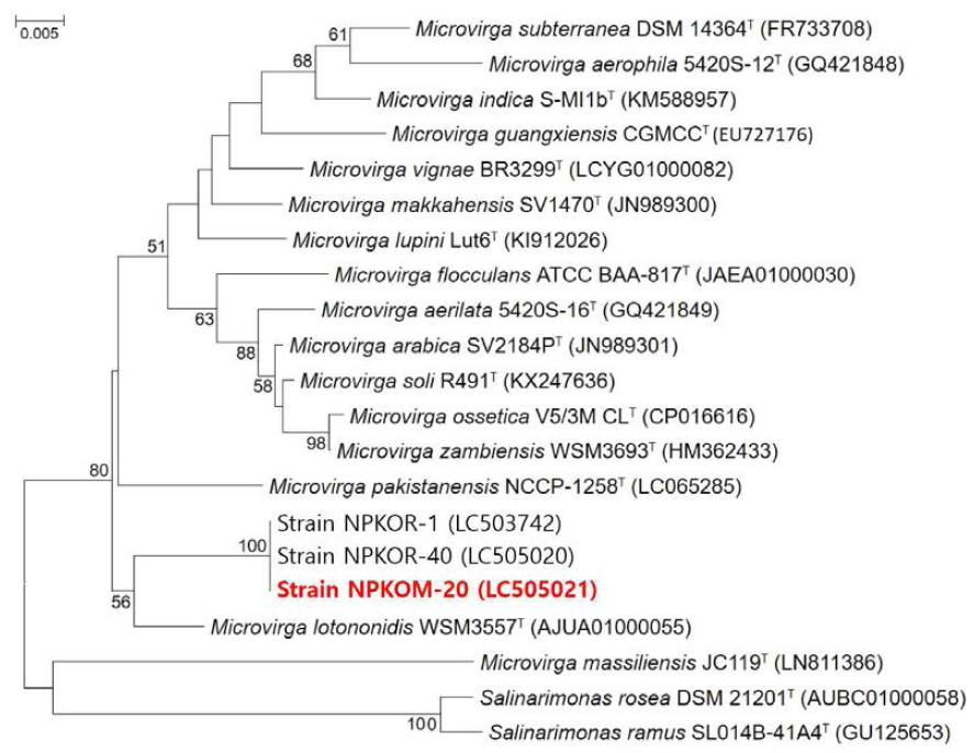 Rooted neighbor-joining tree based on 16S rRNA gene sequences showing the phylogenetic position of strain NPKOM-20 and related bacteria in the genus Microvirga. Bootstrap values, expressed as a percentage of 1,000 replications, are given at branching points. Bar, 0.005 subtitutions per nucleotide position